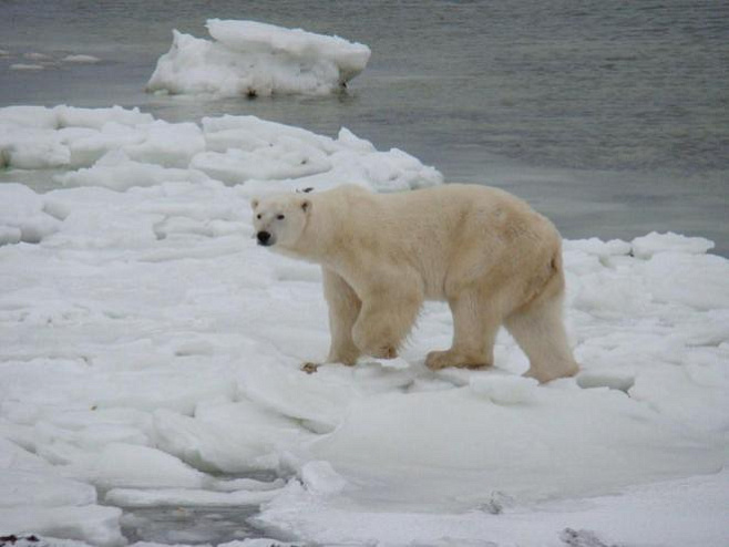 Бурение нефтяных скважин на Аляске угрожает популяции белых медведей