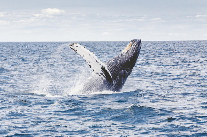Ученые обнаружили, что киты охотятся при помощи создаваемой ими системы пузырьков
