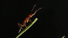 Самки прыгающих муравьёв умеют уменьшать и увеличивать свой мозг