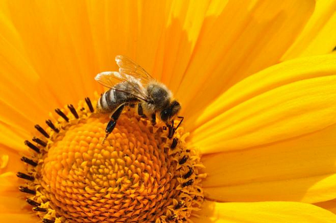 Пестициды мешают спать пчелам