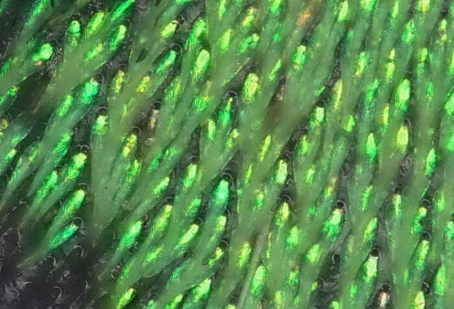 В крыльях усачей нашли новый тип фотонного кристалла
