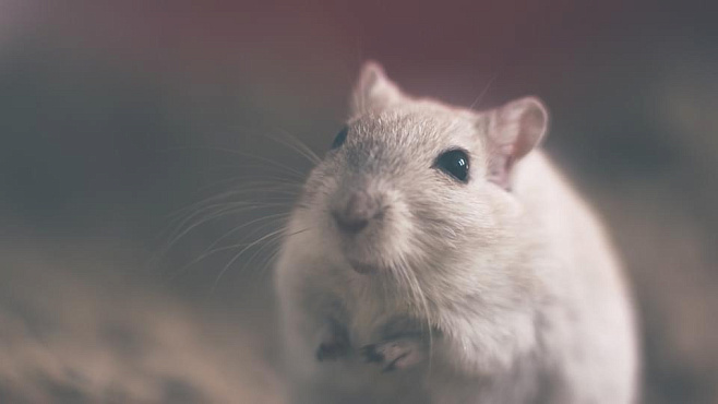 Японские учёные заставили жить мозг мыши вне черепа