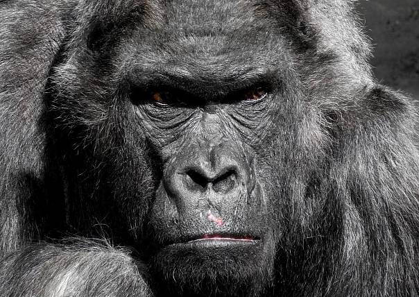 Останки человекоподобных обезьян «рассказали» учёным, как наши предки встали на две ноги