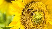 Эксперимент показал, что пчелы умеют считать 