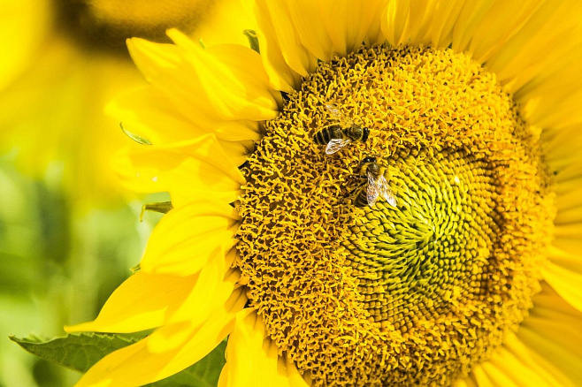 Эксперимент показал, что пчелы умеют считать 