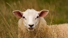 Овцы выбирают в качестве партнёров менее доминантных самцов