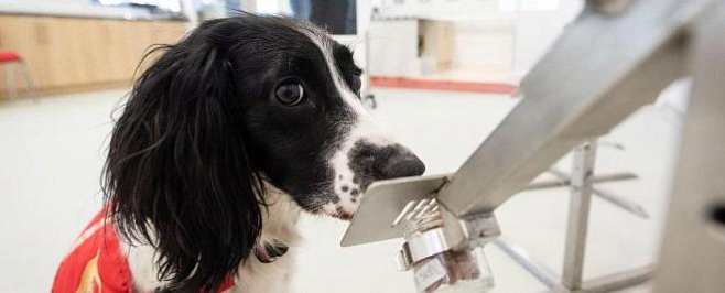 Собак обучат определять людей с коронавирусом 