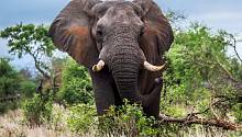 Браконьерство заставило самок слонов в Мозамбике рождаться без бивней