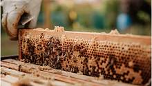 Изменения климата заставляют пчёл чаще болеть
