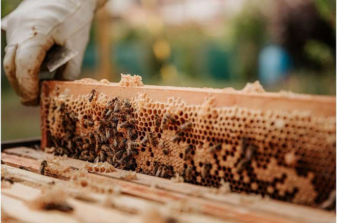 Изменения климата заставляют пчёл чаще болеть
