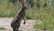 В США кролики столкнулись со смертельным вирусом