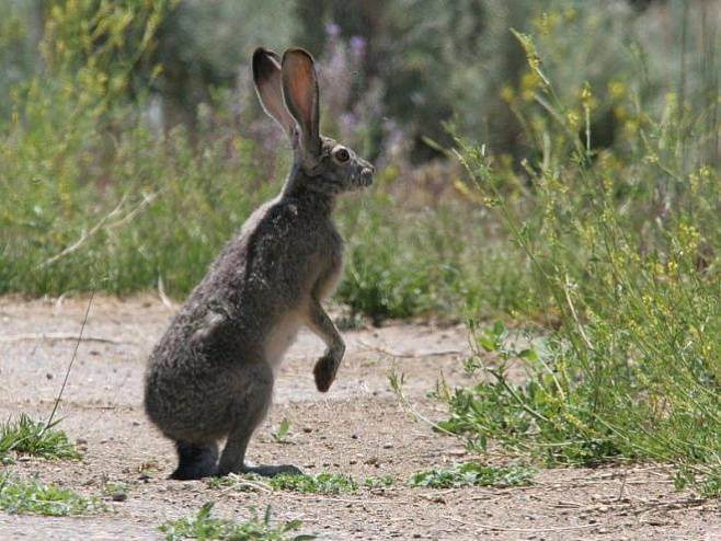 В США кролики столкнулись со смертельным вирусом
