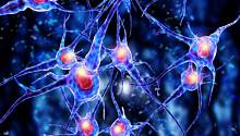 Восстановить нервные клетки возможно в живом организме