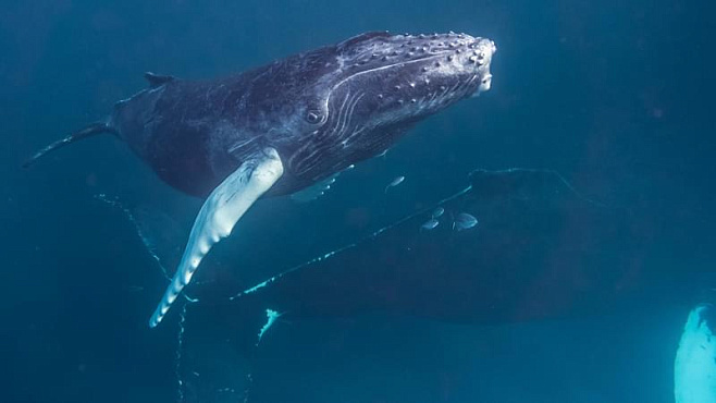 Популяция горбатых китов отошла от грани исчезновения