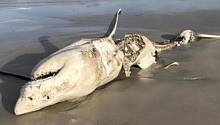Касатки лишили больших белых акул титула «высшего морского хищника» 