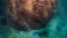 Найдена самая широкая колония Большого Барьерного рифа