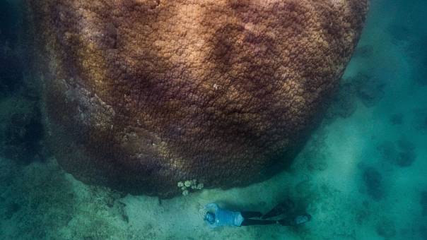 Найдена самая широкая колония Большого Барьерного рифа