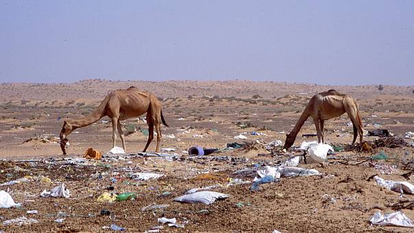 В желудке погибшего верблюда из Дубая нашли около 2000 пластиковых пакетов