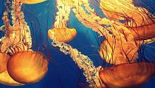 Человеческая деятельность в океанах стала причиной чрезмерного размножения медуз