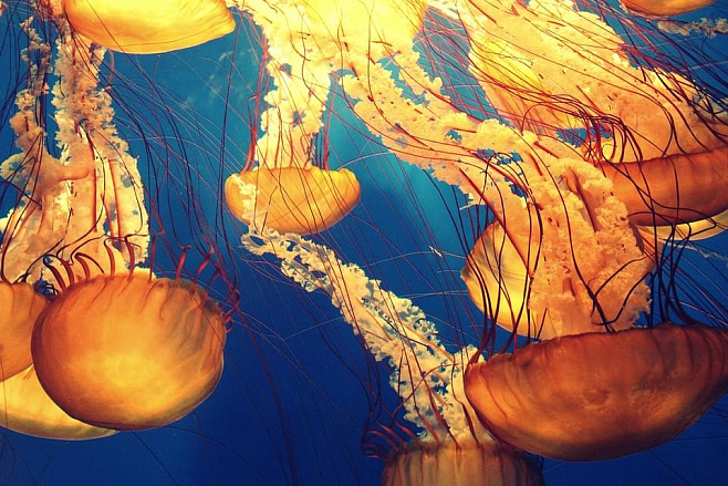 Человеческая деятельность в океанах стала причиной чрезмерного размножения медуз