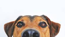 Обнаружен неизвестный коронавирус, распространяемый собаками