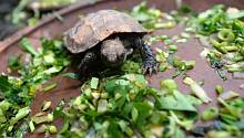 В Бангладеше вылупились черепахи почти вымершего вида