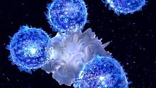 Регуляторные Т-клетки способствуют развитию раковых опухолей
