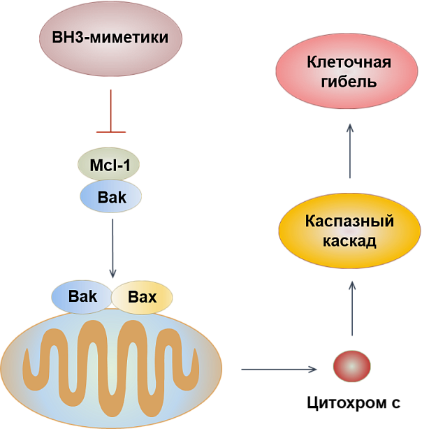 Ученые МГУ обнаружили белки, обеспечивающие устойчивость опухолей к таргетной терапии