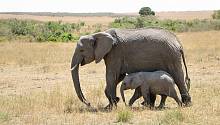 Слоны и плодородие африканских почв