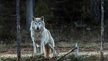 Норвежские волки исчезли с лица земли в конце прошлого века