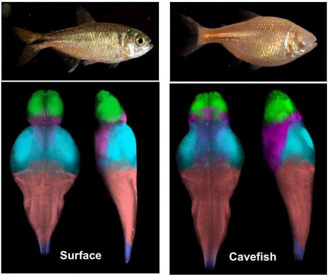 Картирование мозга пещерной рыбы показало изменения, связанные с эволюцией поведения 