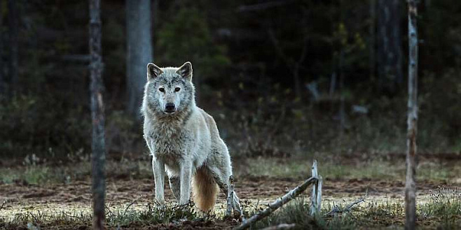 Норвежские волки исчезли с лица земли в конце прошлого века