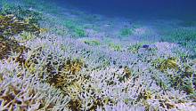 Повышение температуры океана оказывает более пагубное воздействие на коралловые рифы, чем считали ученые