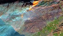 Пепел от лесного пожара может питать крошечные организмы океана