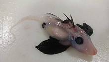 В водах Тихого океана нашли новорожденную рыбу-химеру