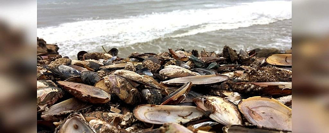 Полмиллиона мидий сварились заживо на новозеландском пляже
