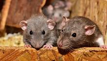 Ученые считают, что крысы могут точно отслеживать ход времени 