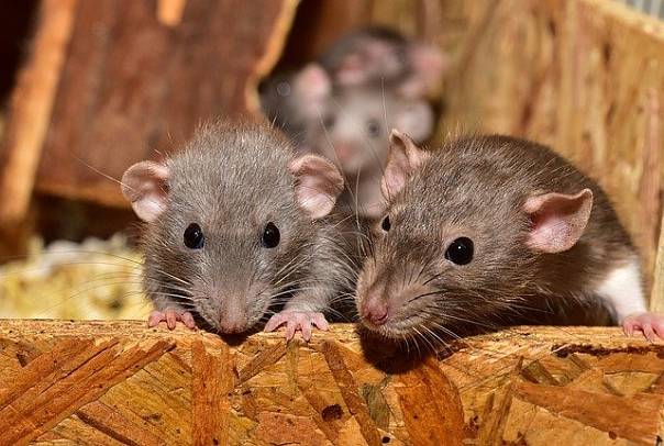 Ученые считают, что крысы могут точно отслеживать ход времени 