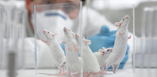 Ученые получили потомство от мышей одного пола