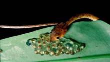 Исчезновение лягушек привело к резкому сокращению видового разнообразия змей