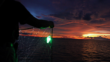Сети с подсветкой повышают эффективность рыболовства и сокращают прилов акул