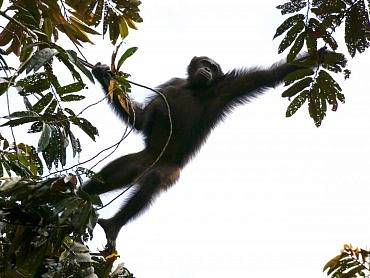 Человекообразные обезьяны могут потерять ареал обитания в ближайшие 30 лет