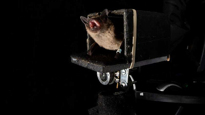 Эхолокация помогает летучим мышам предугадывать траекторию полёта жертвы