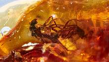 Ученые нашли двух спаривающихся мух в древнем янтаре