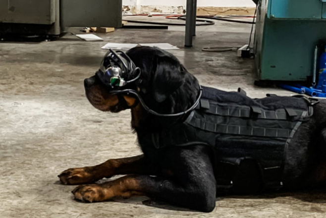 Собак армии США экипируют очками дополненной реальности