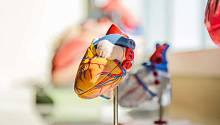 «Бионический» кардиостимулятор способен учитывать естественный ритм сердцебиения