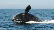 Северные гладкие киты официально признаны видом, находящимся на грани исчезновения