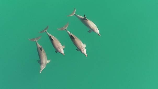 Дельфины делят своих сородичей на «друзей» и «врагов»