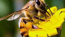 В Нидерландах пчёл научили выявлять коронавирус