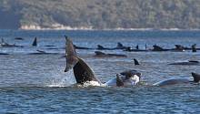 В Австралии развернулась операция по спасению севших на мель черных дельфинов 